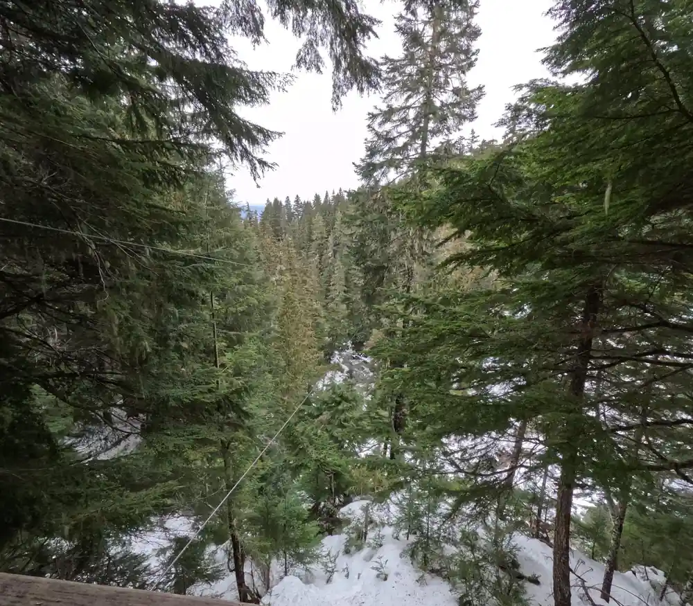 Bare and snowy trees above the creek