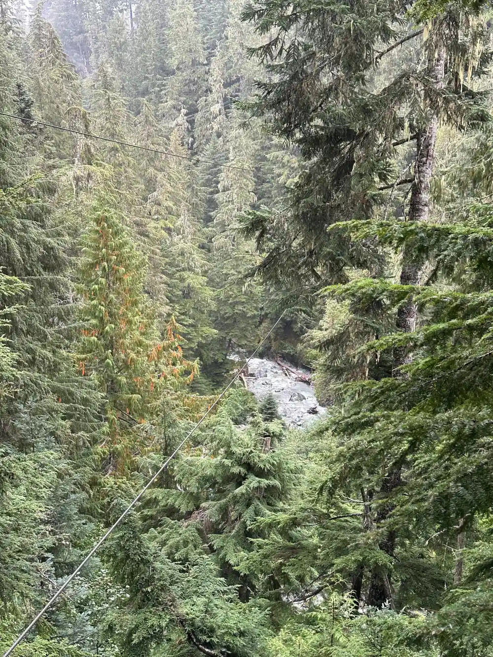 The creek in the old-growth forest