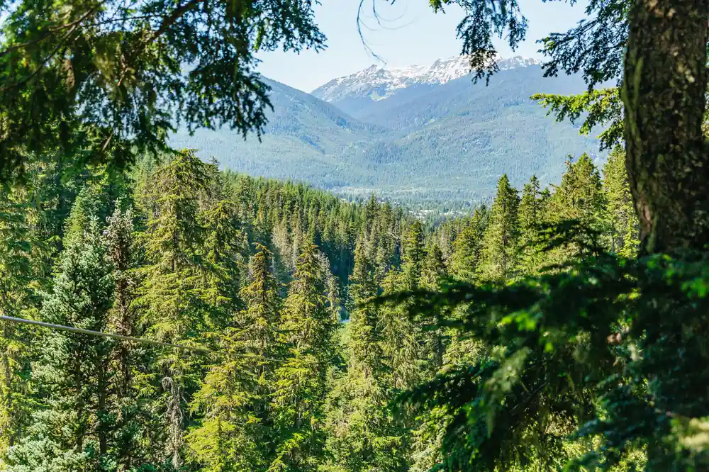 The forest below the snow-covered peaks