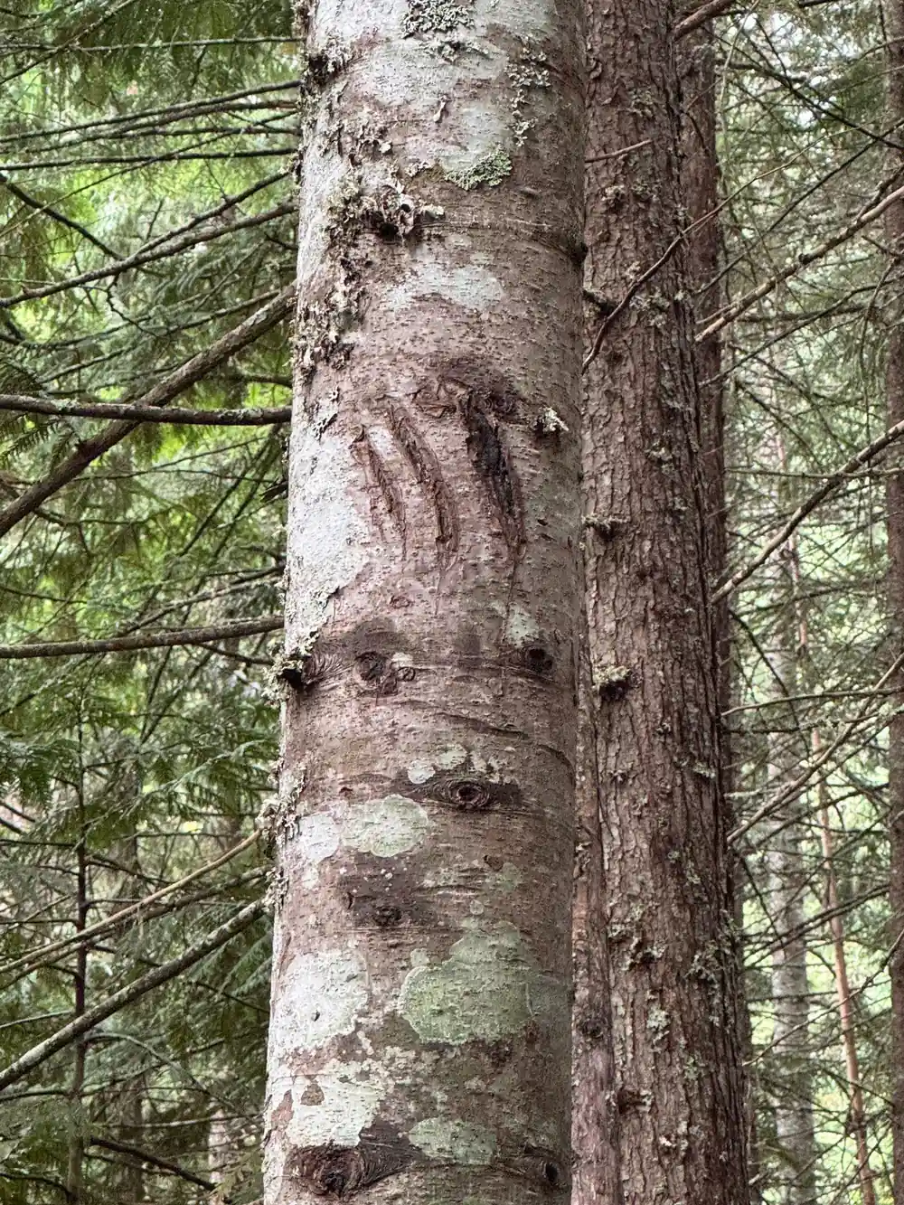 A hand against the trunk of an old tree