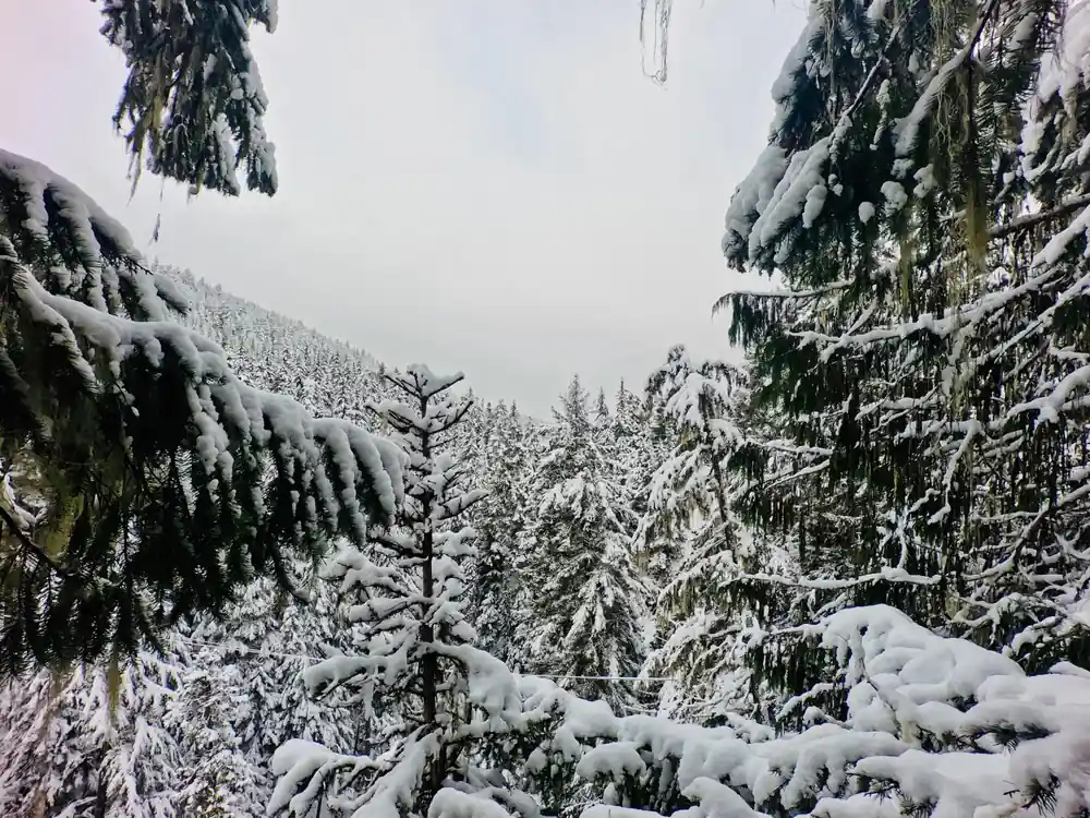 Heavy snow on the forest canopy