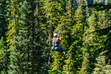 A rider on the wire among the tall conifers
