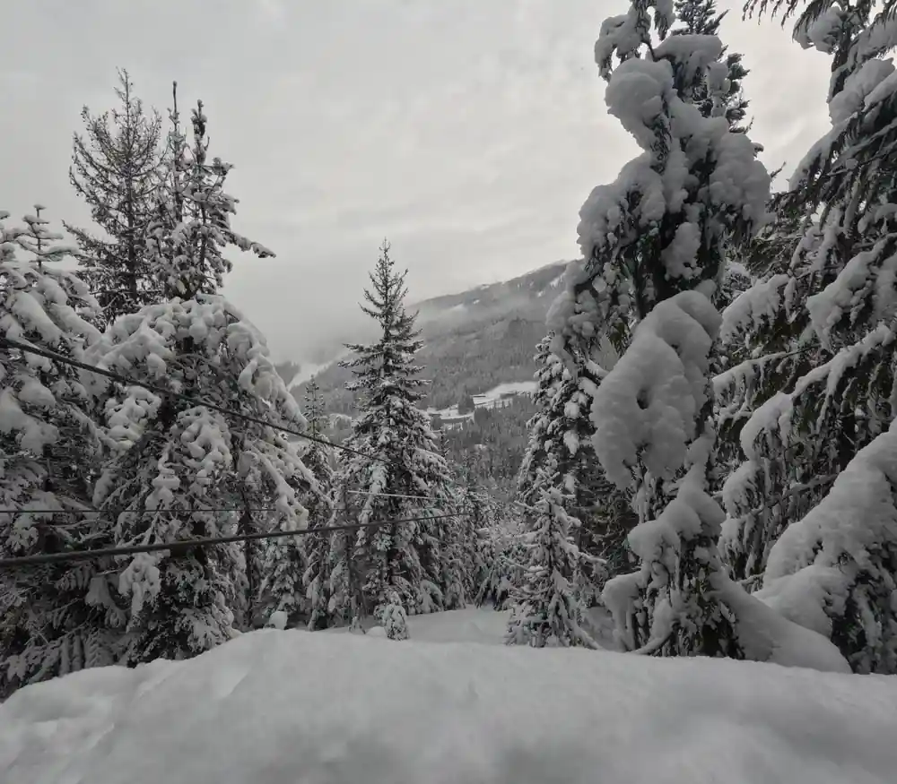Snow-laden firs above the valley