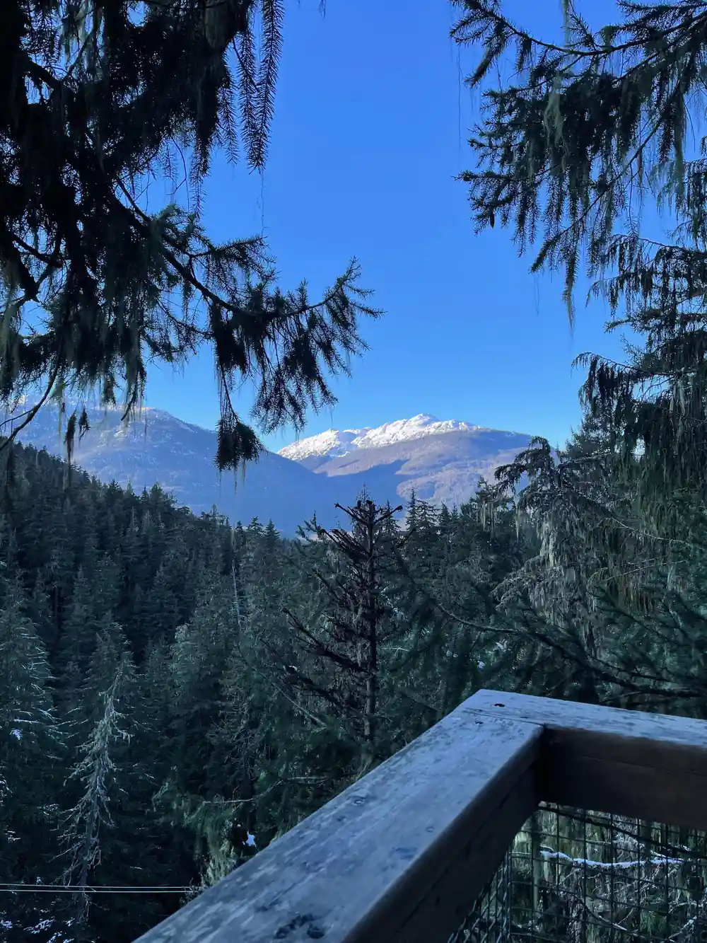 Snow on the mountains seen through the trees