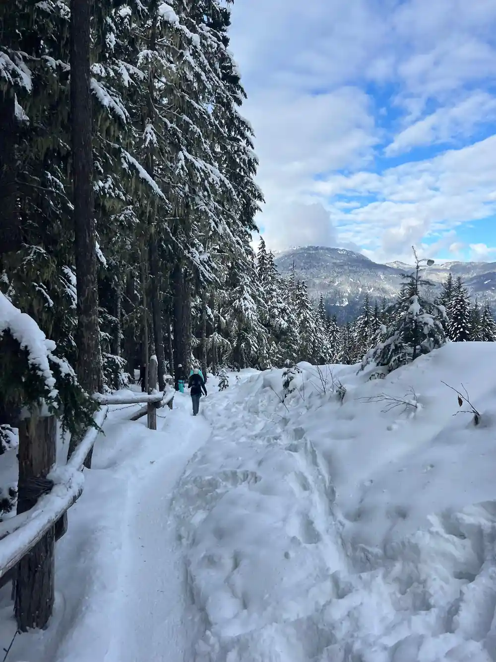 A snowy track running through the trees