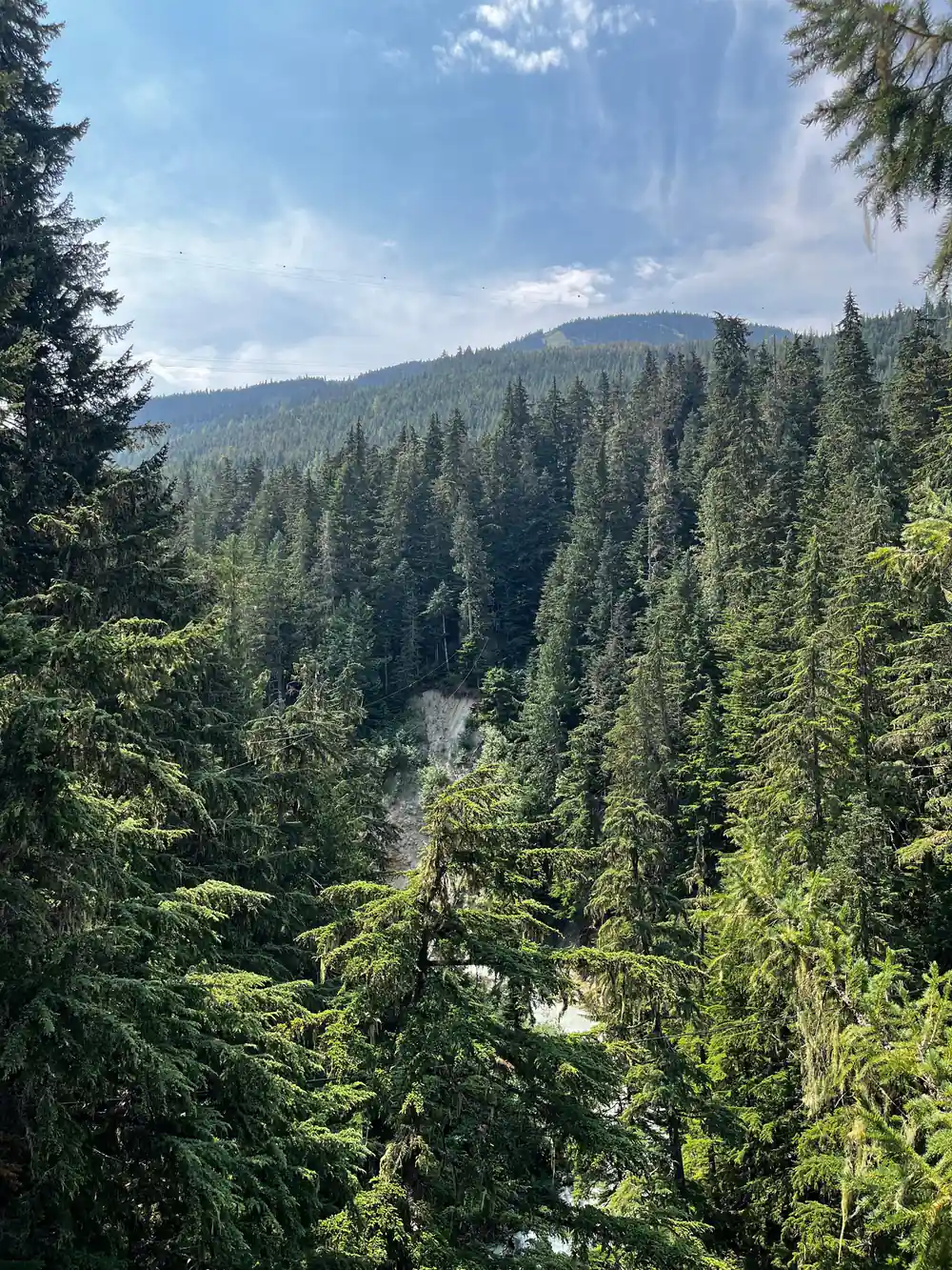 The valley and the forest from the treetops